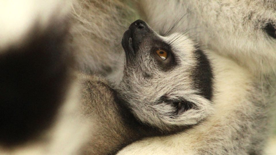 LCF Welcomes First Ring-tailed Lemur Infant in Five Years