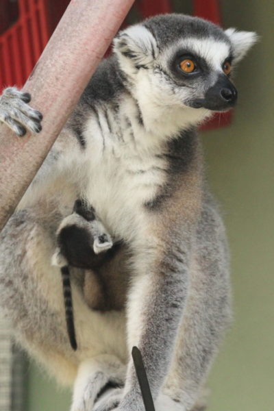 Ring-tailed lemur mom Dalia with infant clinging to abdomen