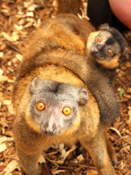 Jean Claude name 1 Juvenile Jean Claude clinging to mom's abodmen like a fanny pack
