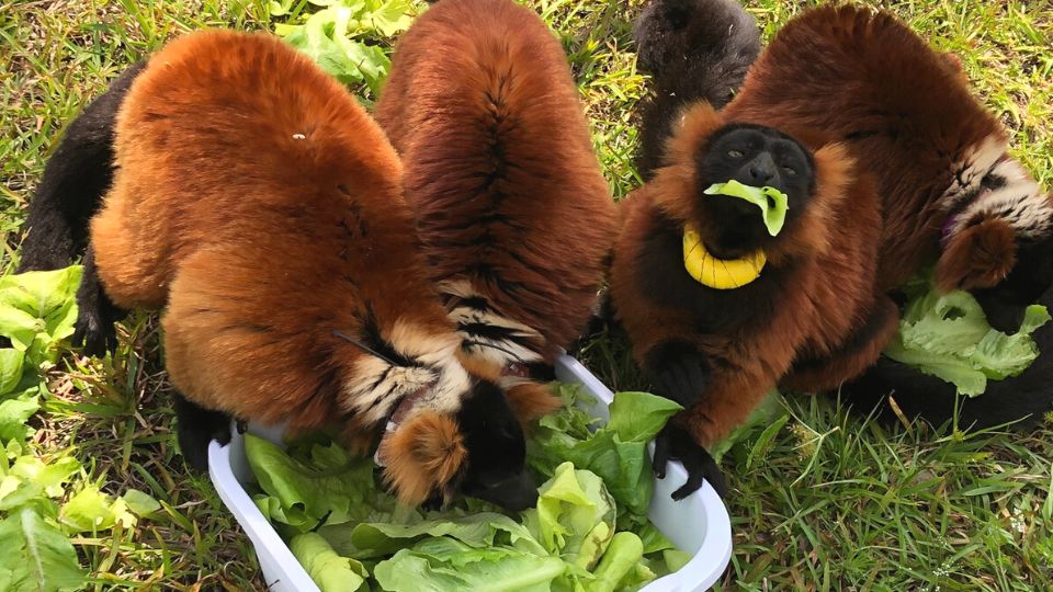 Lemurs Love Lettuce