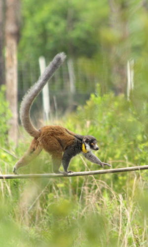Mongooze lemur Zoe walks along aerial fire hose in forest