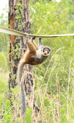 Zoe hangs from fire hose with two feet and one hand