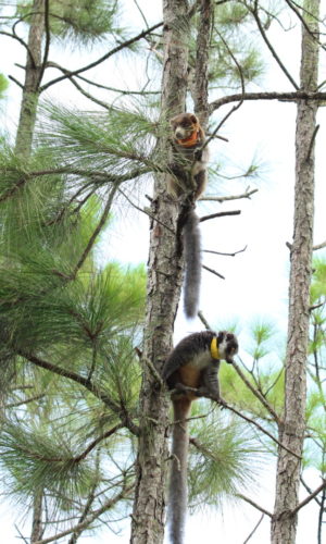 ZM Forest 4 Mongoose lemurs Mateo and Zoe climb high into the forest tree tops