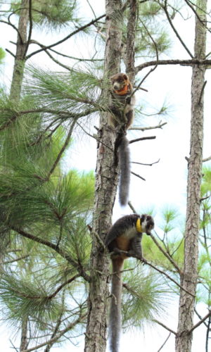 Mongoose lemurs Mateo and Zoe climb high into the forest tree tops