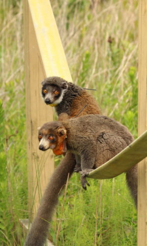 Zoe and Mateo sitting on aerial fire hose in forest