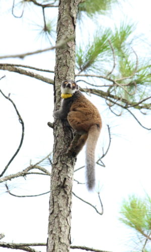 Zoe clings to upper reaches of a pine tree in her forest home