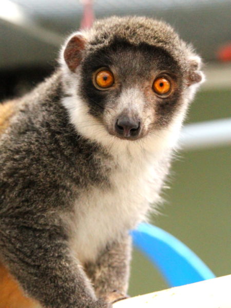 Mongoose lemur Zoe looks at camera