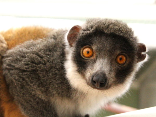 Mongoose lemur Zoe's ear notch