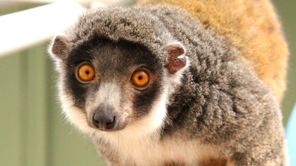 Welcoming Mongoose Lemur Zoe!