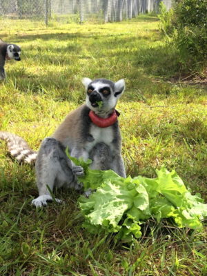 Ring-tailed lemur Sobe enjoying her head of Flex Farm lettuce