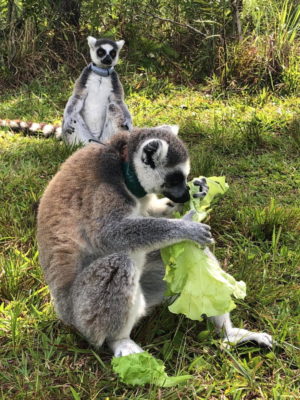 Ring-tailed lemur Sassy tasting her first round of Flex Farm lettuce