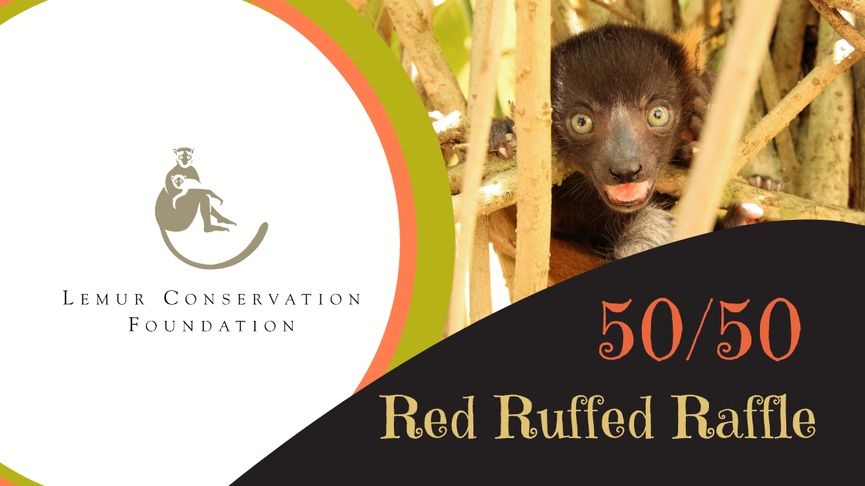 Lemurreserve.org World Lemur Festival 2022 Red Ruffed Raffle