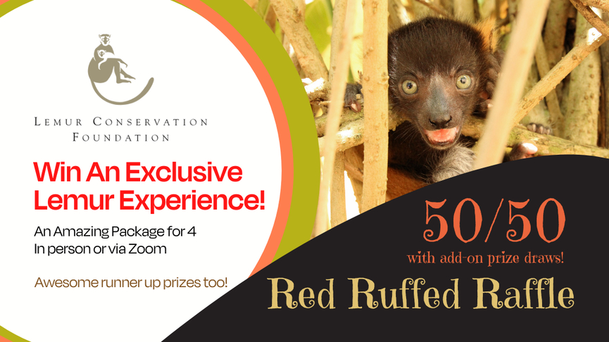 Lemurreserve.org World Lemur Festival 2022 Red Ruffed Raffle