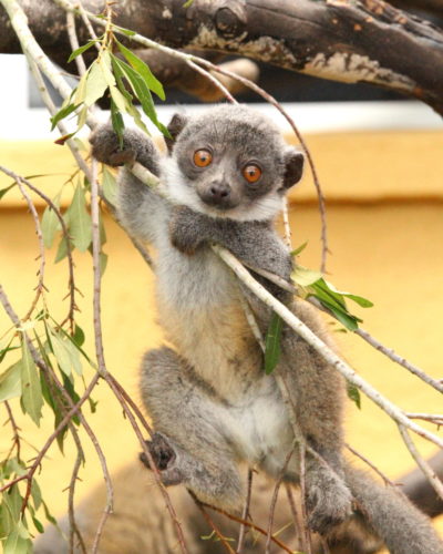 Mongoose lemur Xiomara playing on a wax myrtle branch