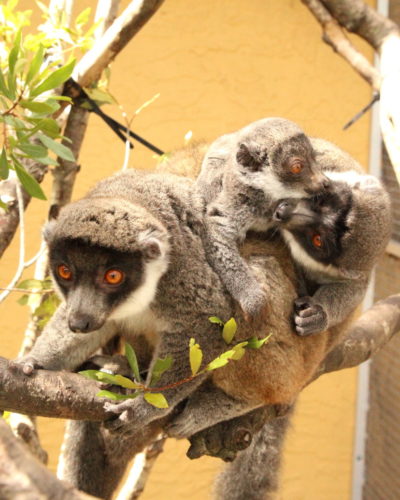 Mongoose lemur Xiomara on her mom Luisa's back with sister Luna grooming Xiomara's chin