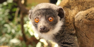 Mongoose lemur juvenile Xiomara looks at camera