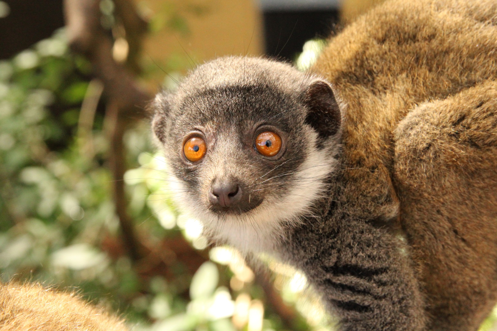 Mongoose lemur juvenile Xiomara looks at camera