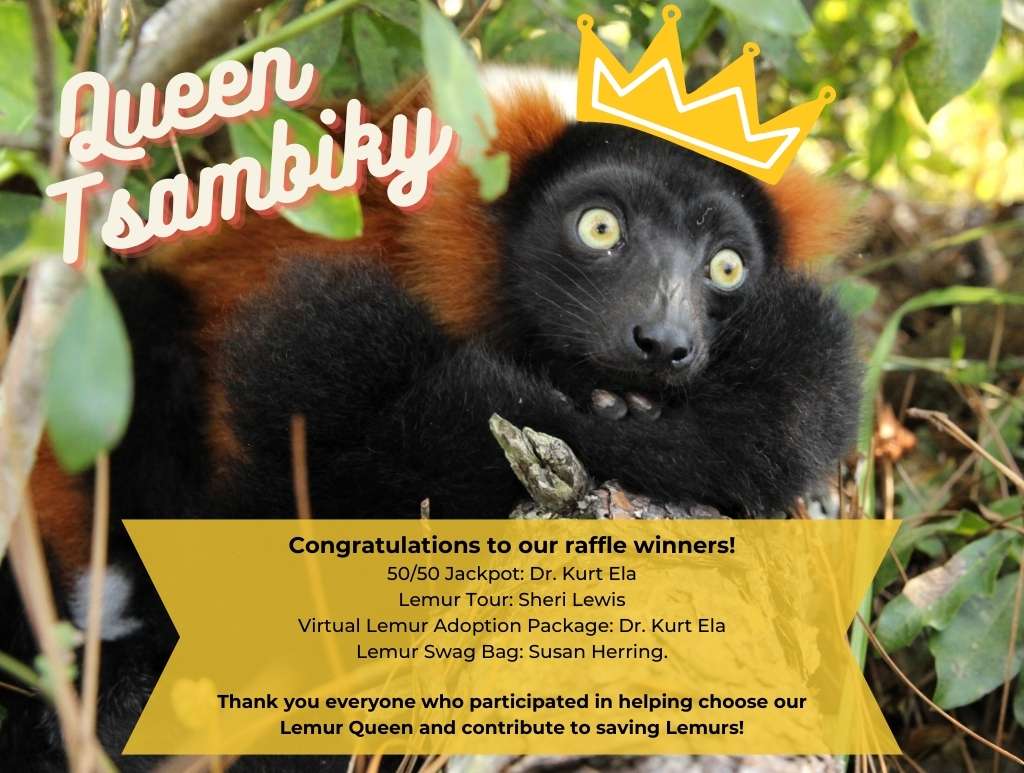 2022 Lemur Queen Winner, Tsambiky!