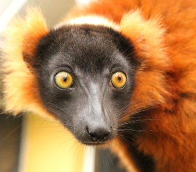 Close up of red ruffed lemur Tsilo