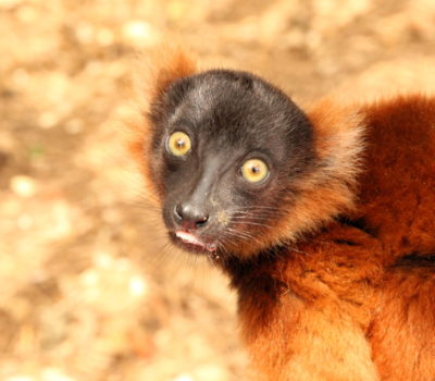A young Tsilo looks at the camera with mouth partially open
