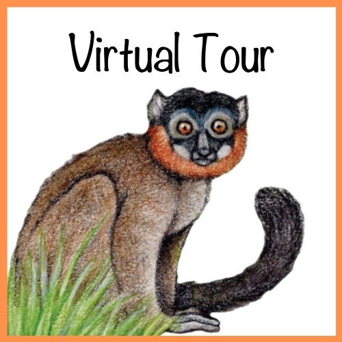 Lemur Conservation Foundation Virtual Tour