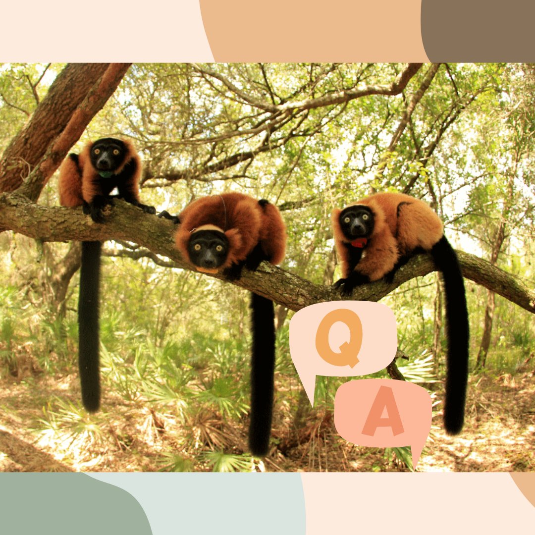 lcf WLF Q&A