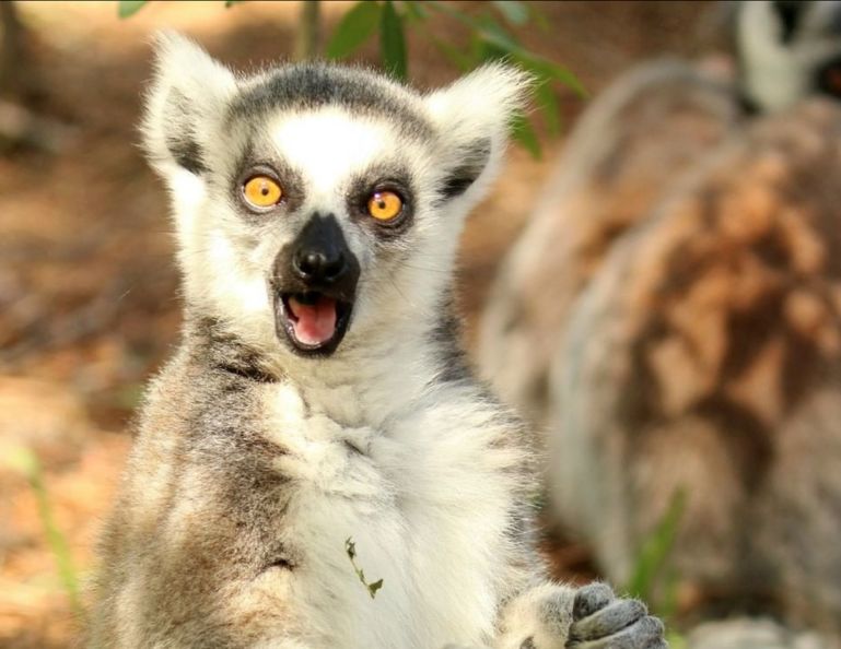 LCF Lemur Image
