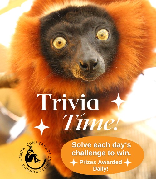Trivia Time - Solve each day's challenge to win!