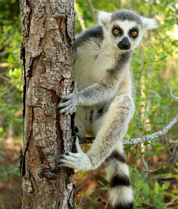 Crispin-4-30-15-3-sm Crispin lemur at Lemur Conservation Foundation