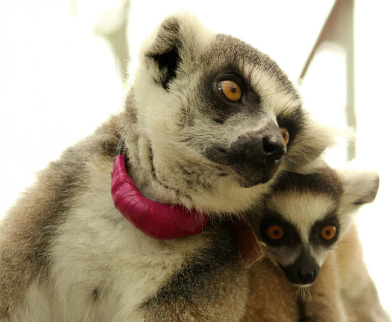 ansell-goose-7-28-15-(1) Donate to save lemurs