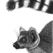 "The Optimist"
Pen and ink
Artist: Jennifer Parker