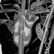 "Masaola Moonlight: Rufous Mouse Lemur" |
Photography |
Artist: Sam Zeveloff
