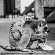 "Lemur catta taking care of her cub in a lemur rescue center" |
Photography |
Artist: Rantoniaina Ernest RARIVOARISON