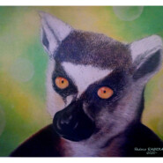 "the Maki catta" |
Pastel |
Artist: RABENALA Padoue