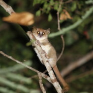 "The microcebus in his native forest. (Microcebus murinus)." |
Photography |
Artist: Ny Ony Ratovonjanahary