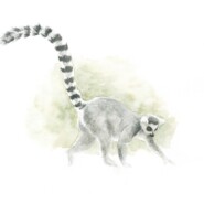 "L. catta" |
Watercolor |
Artist: Kari Vidmar