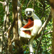 "Eye disease in Coquerel's sifaka" |
Photography |
Artist: Albertine Ravoniarivao