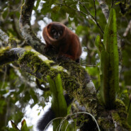 "Red Bellied Lemur, Madagascar" |
Photography |
Artist: Jonathan Pozniak