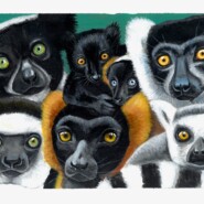 "Lemur family" |
Acrylic on paper |
Artist: Maria Lehmusvaara