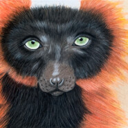 "Romulus the Red Ruffed Lemur" |
Colored pencil |
Artist: Shinai Grzebielski