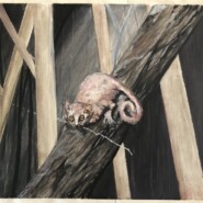 "Mouse Lemur of Madagascar" |
Acrylic |
Artist: Hanta Ralay