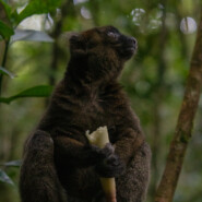 "The last of them (Golden Bamboo Lemur)" |
Photography |
Artist: Henintsoa Thierry Andrianambinina
