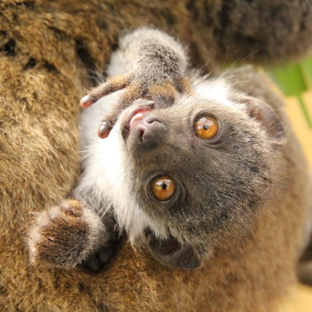 It's another #FeatureFriday! Today we are going to look at Xiomara the mongoose lemur! Born here at LCF in May of 2022, Xiomara is quick to leave an impression on everyone she meets, keeper, intern, and lemur alike! She enjoys spending time picking on Mateo, her newest group mate, but is a Momma's girl through and through. She's most often seen snuggling with her mom, Luisa. Xiomara lives up to the hype of being a young mongoose lemur. This means she's energetic, mischievous, eats everything in site, and is quite enthusiastic to interact with enrichment every day! Needless to say, Xiomara makes every day exciting. #lemur #eulemurmongoz #xiomara #growinguplemur