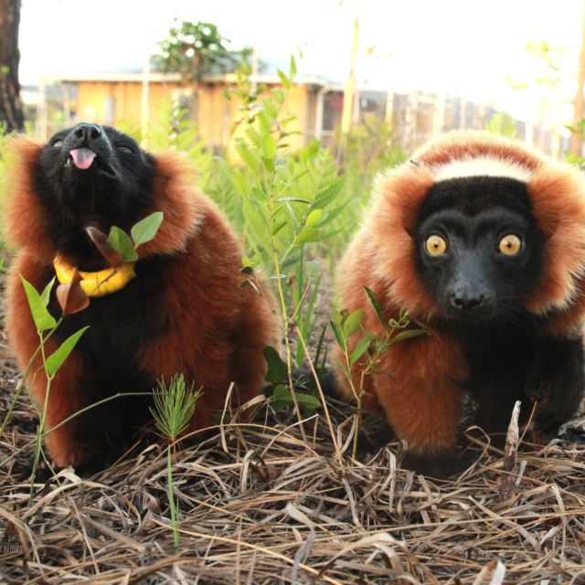 It's National Wear Red Day! We know quite a few lemurs that celebrate this every day 😉 #vareciarubra #redruffedlemurs #wearredday #lemurs