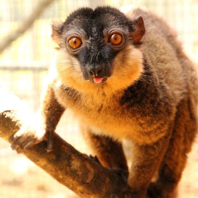 Today's #FeatureFriday is all about Vincent! Collared lemur Vincent is currently 14 years old and came to LCF in April of 2021 on a breeding recommendation from the AZA's Collared Lemur Species Survival Plan (SSP). Since then he has made himself at home with his partner Isabelle and has successfully sired our twins from the 2023 baby season, Bernadette and Percival! 

Most often Vincent can be seen hanging out with his family group, snuggled up inside. With all the rain we've been having lately and the cooler temps, they prefer to stay inside for the majority of the day. When they do venture outside, Vincent can be seen with Isabelle's 2nd born son, Jean Claude, or little Percival. Although sometimes keeper staff believes Jean Claude and Percival spend time with Vincent so they can steal his banana chunk at dinner time 👀👀 #eulemurcollaris #vincent #lemurspotlight