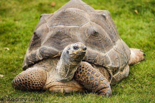 Aldabra giant tortoises (Aldabrachelys gigantea), weighing 350kg, have been reintroduced to Madagascar, 600 years after they were wiped out.
https://www.rewilding.org/rewilding-giant-tortoises-in-madagascar/

 #MadagascarMonday