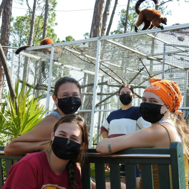 It's not too late! If you're interested in a summer husbandry internship here at LCF follow the link in our bio to see how to apply! The internship will begin May 20th and go to August 20th-these dates are flexible based on school schedule. Applications are due by Monday, March 25th!
#internship #lemurs #lemurconservationfoundation #LCF #handsonexperience #florida #summer