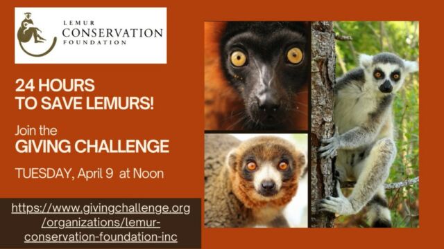 The Giving Challenge - when your gifts to save lemurs will be DOUBLED - is one week away! The 24-hours only online giving event hosted by the Community Foundation of Sarasota County is Tuesday, April 9 - Wednesday April 10 from Noon to Noon! During the event, all online gifts will be matched by The Patterson Foundation up to $100 per donor! The minimum online donation is $25.

Please calendar and SHARE the link to give: 
https://www.givingchallenge.org/organizations/lemur-conservation-foundation-inc/

#GivingChallenge2024 #BeTheOne