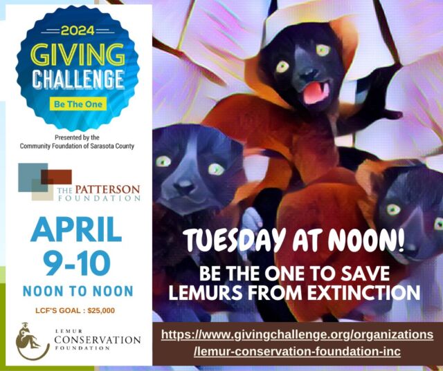 The chance to DOUBLE your gift to save lemurs is nearly here! The Giving Challenge, hosted by the Community Foundation of Sarasota County, is Tuesday, April 9 - Wednesday April 10 from noon to noon! During the event, all online gifts will be matched by The Patterson Foundation up to $100 per donor! The minimum online donation is $25.
Please calendar and SHARE the link to give - YOU can save lemurs from extinction! 
Link in bio! #givingtuesday #lemurconservation #LCF #GivingChallenge2024 #BeTheOne