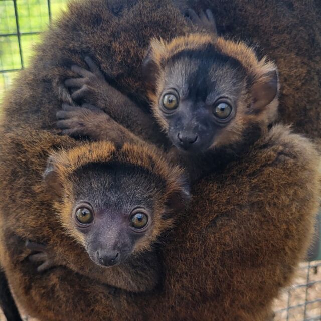 Please join us in wishing a BIG Happy 1st Birthday to the collared lemur twins, Bernadette and Percival!! Look how much they've grown!! Collared lemurs are sexually dichromatic, meaning the males and females have differing colorations. Bernadette, the female twin, has a gray face with a reddish beard while Percival, the male twin, has a black face with a cream-colored beard. This is not always apparent when they are infants, but in the first picture, you can start to see Percival's face changing color when he was still very small! #Birthday #twins #sexualdichromatism #lemurs #collaredlemurs #eulemurcollaris #LCF